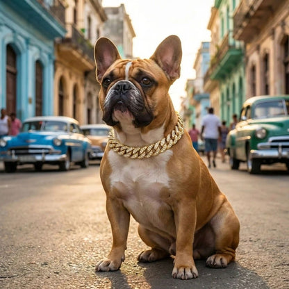 Bouledogue portant un collier chien en chaîne cubaine dorée dans une rue de La Havane