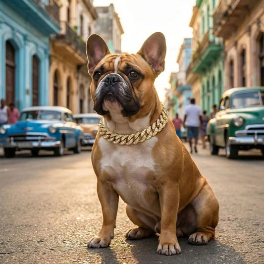 Bouledogue portant un collier chien en chaîne cubaine dorée dans une rue de La Havane