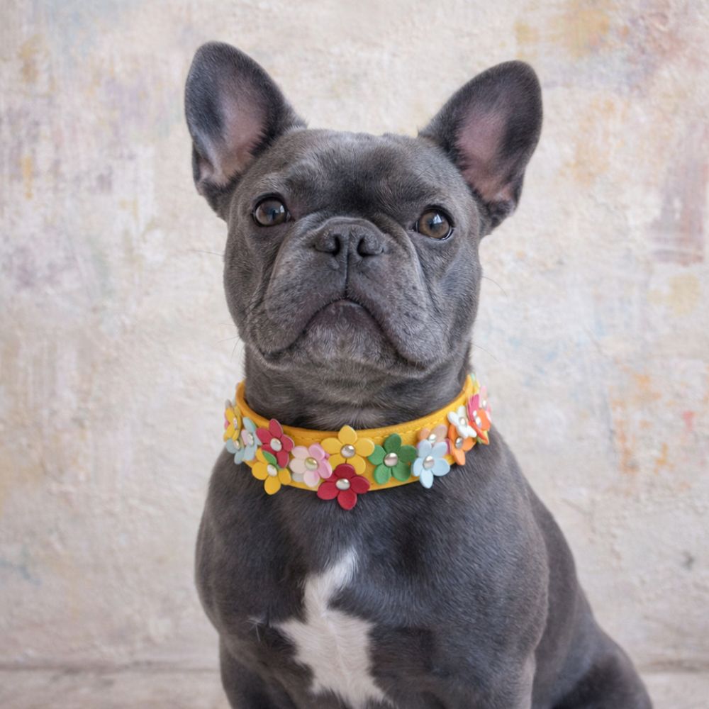 Bouledogue avec collier chien original jaune devant un mur artistique brut