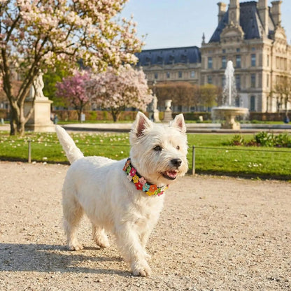 Westie portant un collier chien original noir au Jardin des Tuileries par temps ensoleillé