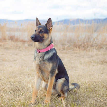 Berger allemand assis dans un champ, portant un collier chien rose au style soigné