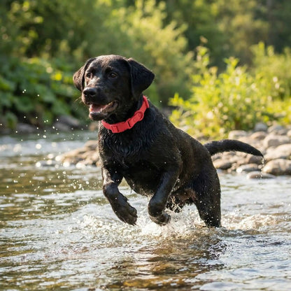 Jeune labrador noir portant un collier chien rouge traverse une rivière en courant