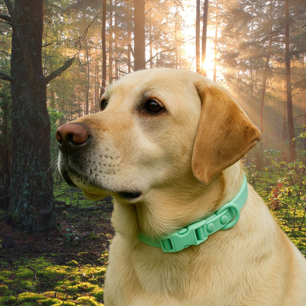Labrador portant un collier chien en PVC vert lors d’une promenade en forêt au petit matin