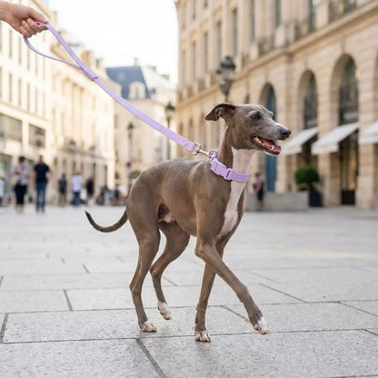Lévrier italien portant un collier chien violet se promène en ville tenu en laisse