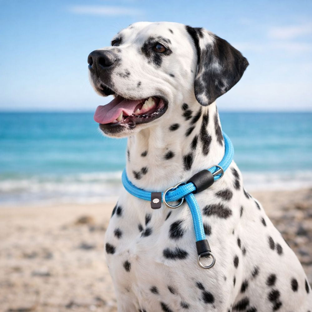 Dalmatien portant un collier en corde pour chien bleu ciel en bord de mer