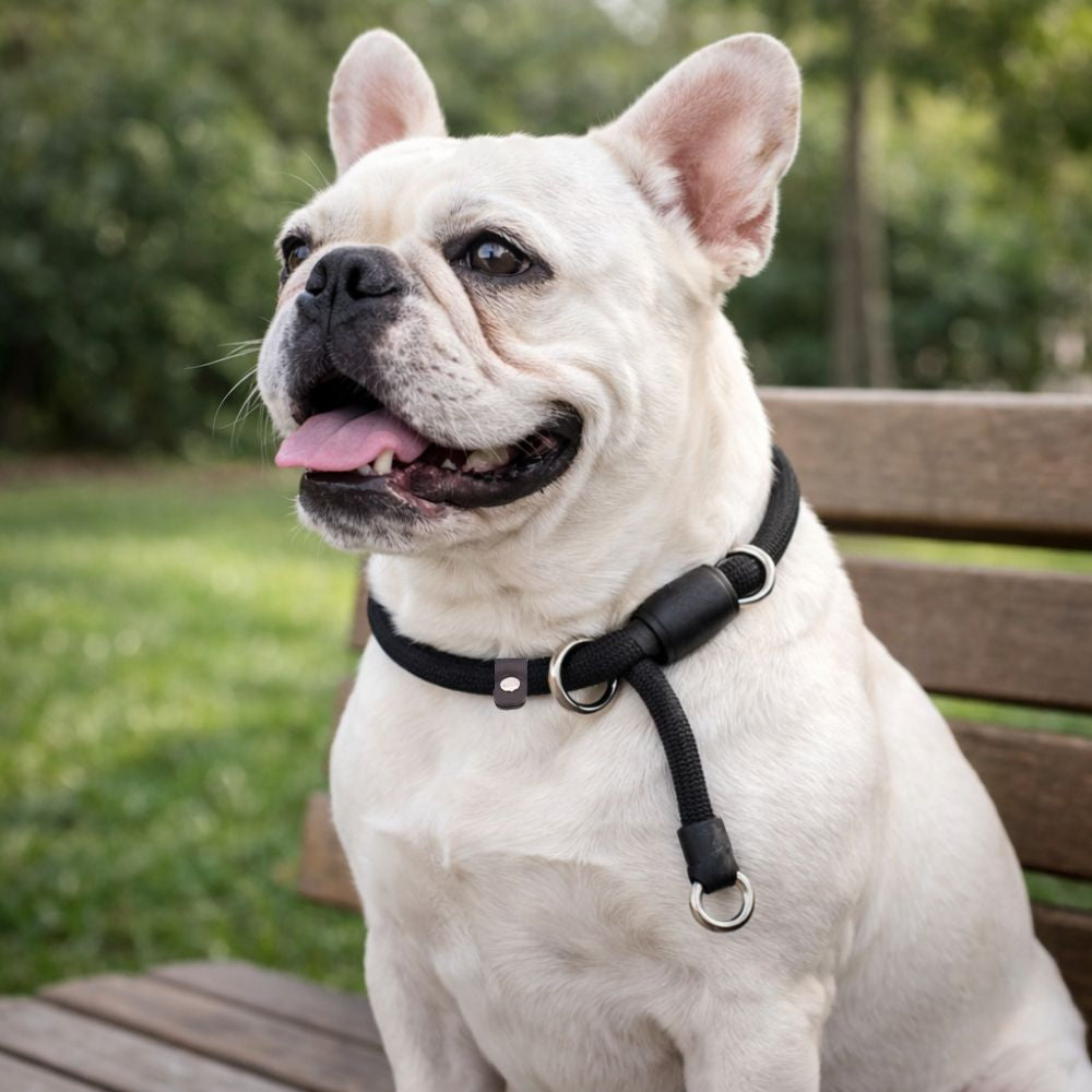 Bouledogue assis à l’extérieur portant un collier en corde pour chien noir