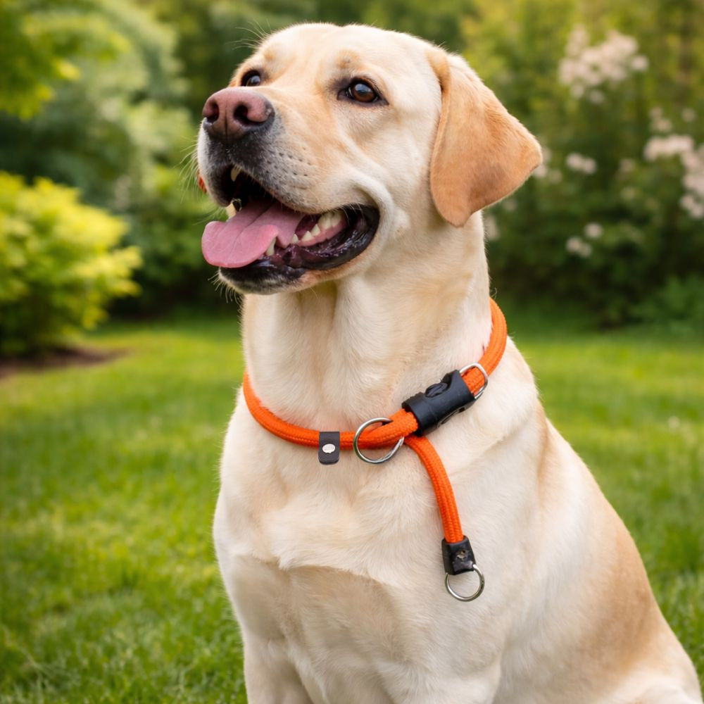 Labrador avec collier en corde pour chien orange lors d'une sortie