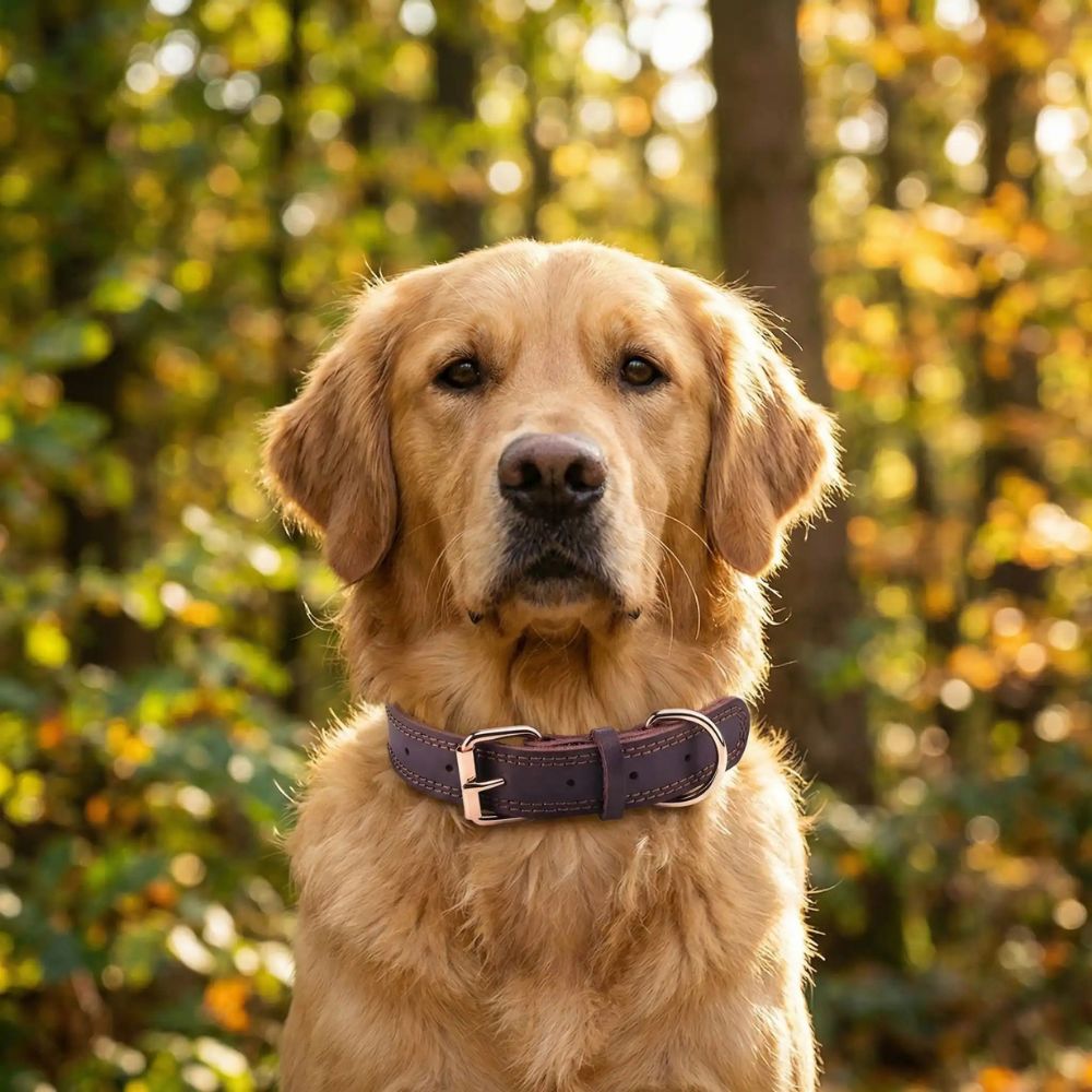 Golden portant un collier en cuir pour chien élégant et solide