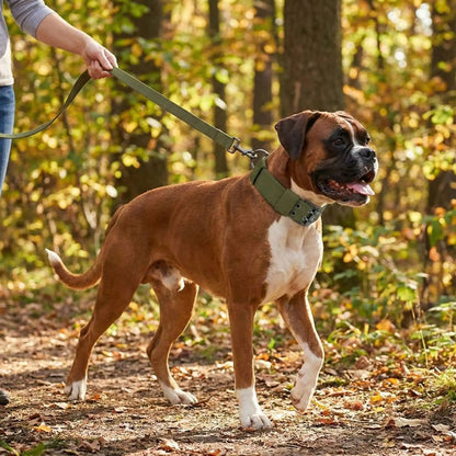 Boxer portant un collier gros chien vert en promenade en forêt tenu en laisse par sa maîtresse