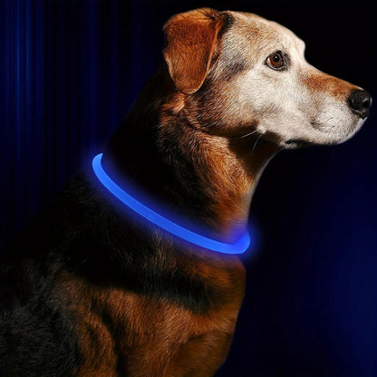 Chien portant un collier lumineux pour chien bleu, visible dans un environnement sombre