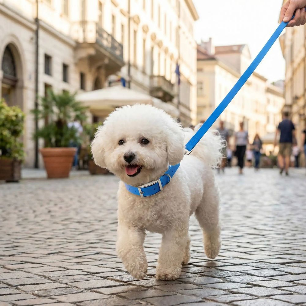 Bichon en promenade urbaine portant un collier pour chien bleu en matière résistante et étanche