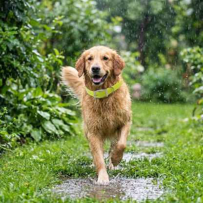 Golden court sous la pluie portant un collier pour chien imperméable en matière technique résistante