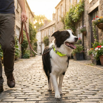 Border Collie portant un collier pour chien jaune néon en promenade