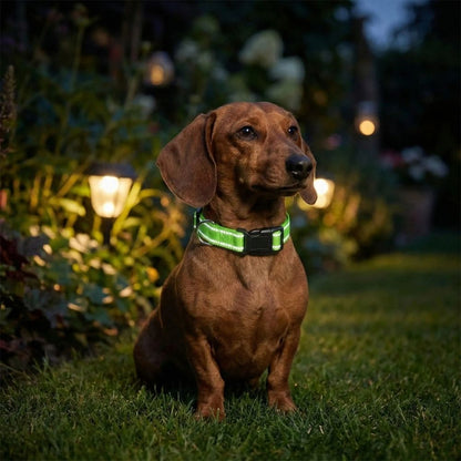 Teckel portant un collier réfléchissant pour chien assis dans un jardin éclairé par des lampes extérieures