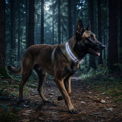 Malinois se promenant en forêt avec son collier réfléchissant pour chien visible à la tombée de la nuit