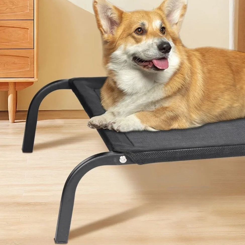 Corgie installé sur le lit pour chien surélevé, observe attentivement