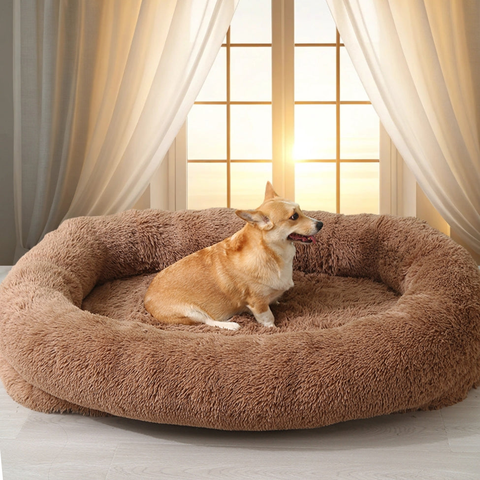 corgi assis dans lit chien de couleur caramel