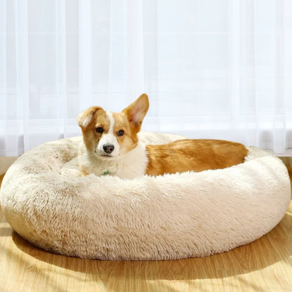 Corgi blotti tranquillement dans coussin chien anti-stress
