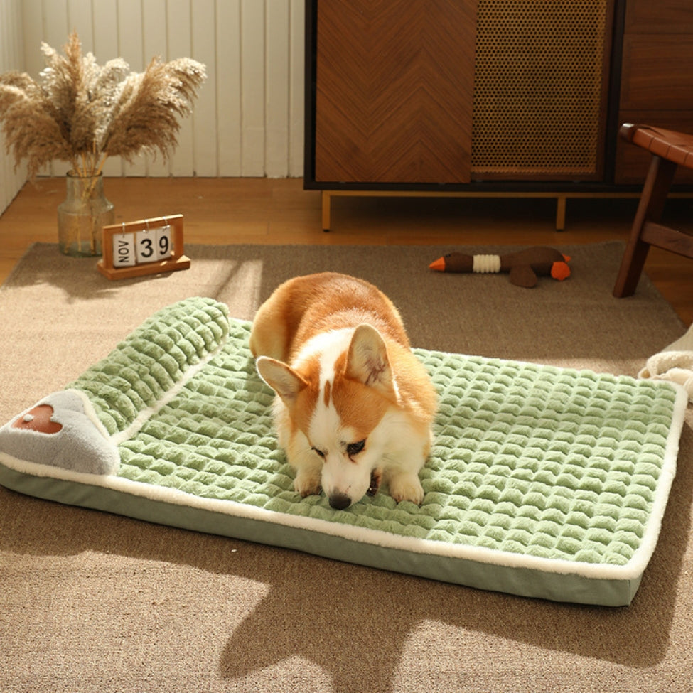 Corgi tente de mordre son lit pour chien en jouant