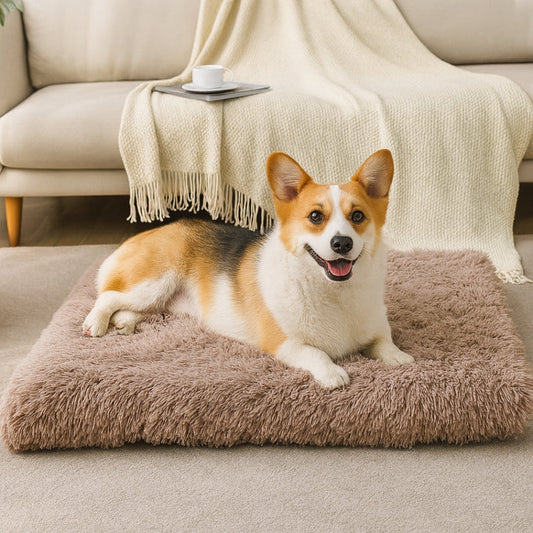 Corgi sur un matelas pour chien à mémoire de forme beige, salon clair