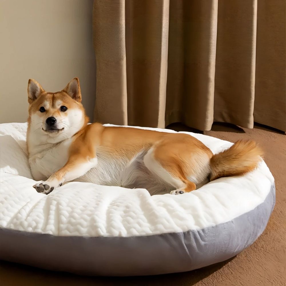 Shiba attentif observant autour de lui depuis ses coussins pour chien douillets et sécurisants