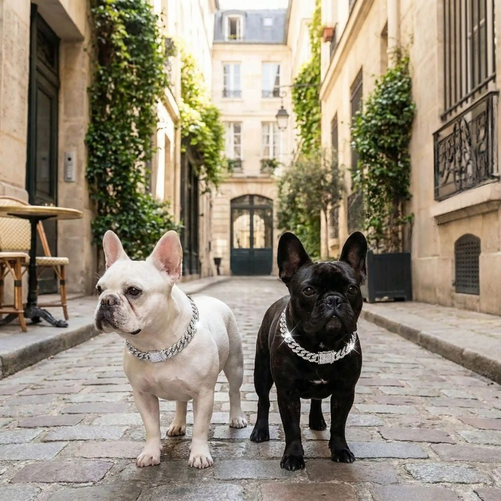 Deux bouledogues portant un collier chien en chaîne cubaine argentée dans une ruelle parisienne