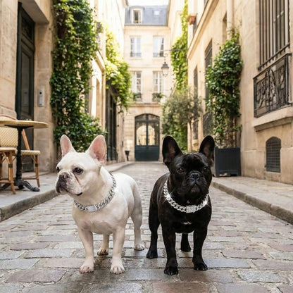Deux bouledogues portant un collier chien en chaîne cubaine argentée dans une ruelle parisienne