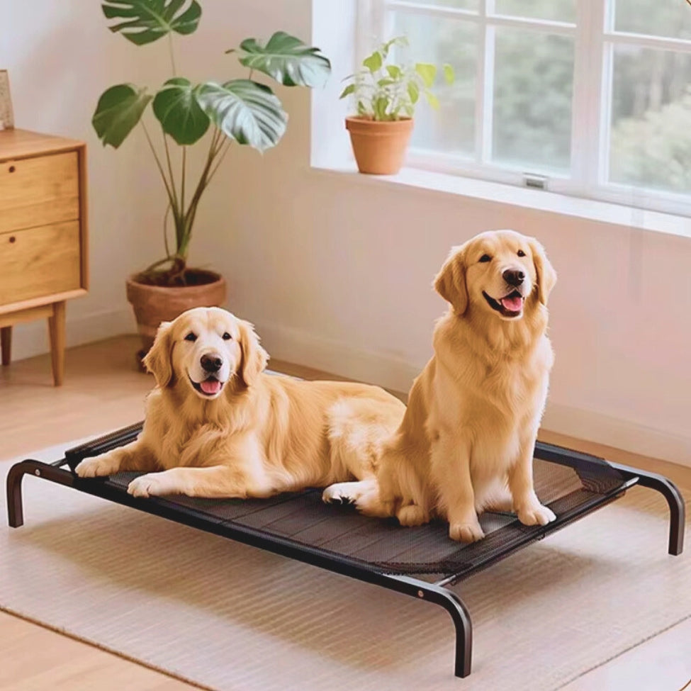 Deux chiens de race golden assis sur un lit pour chien surélevé, les yeux fixés sur quelque chose