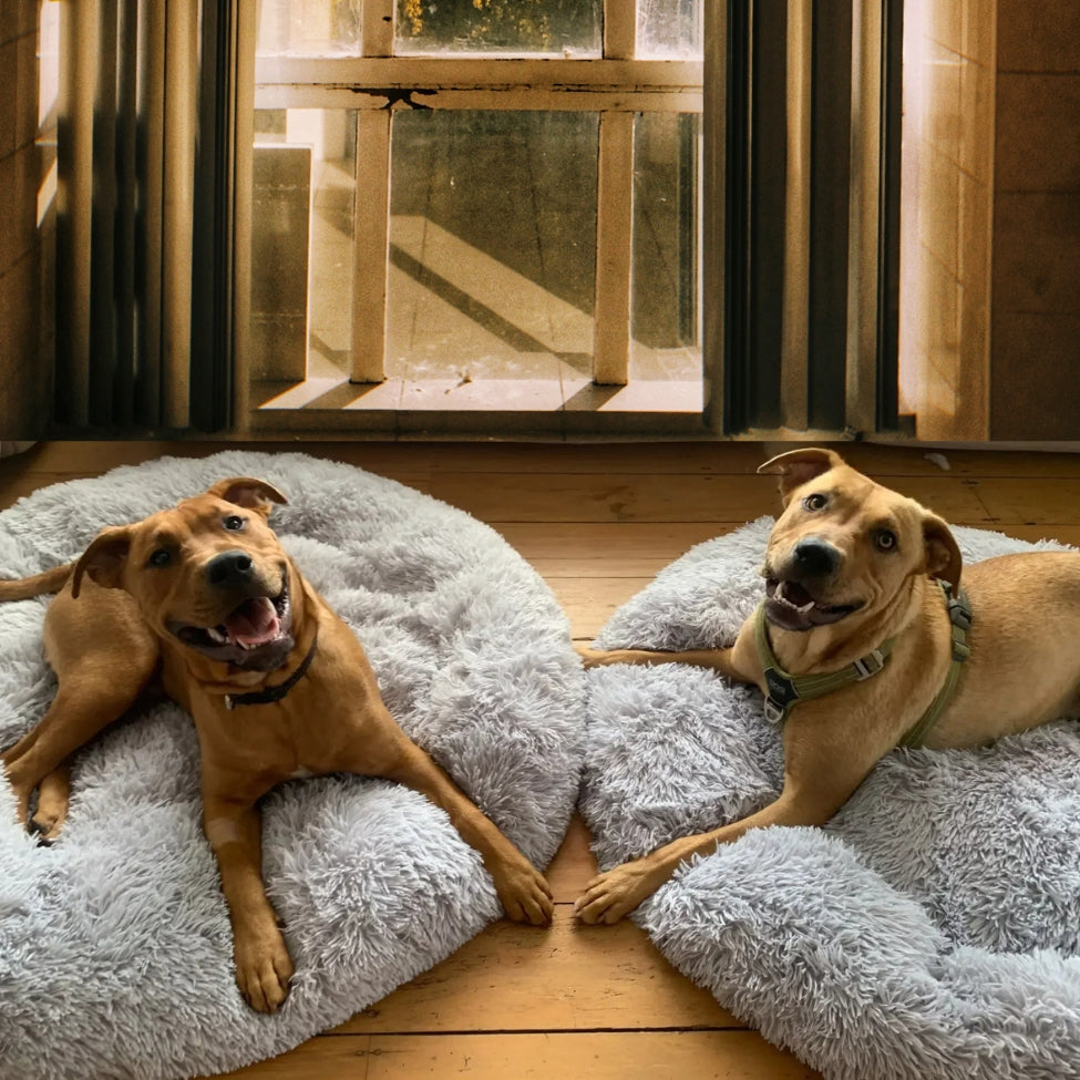 deux-grands-chiens-allonges-sur-leur-coussin-pour-chien