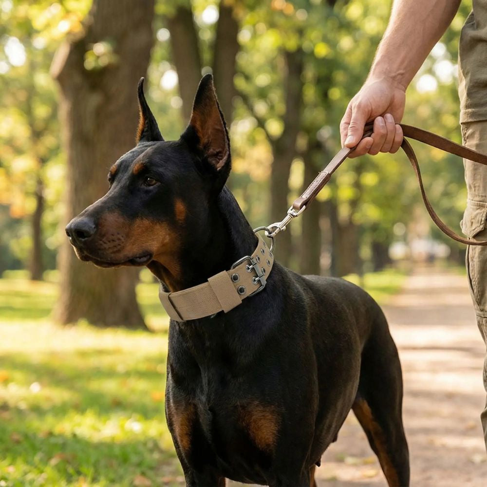 Doberman attaché à son collier gros chien kaki lors d’une promenade au parc avec son maître