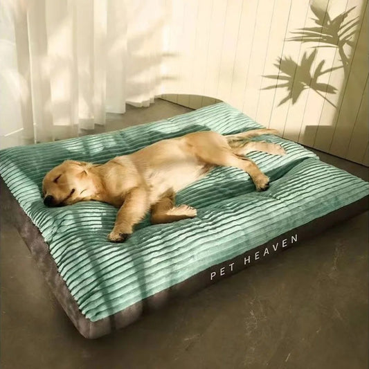 golden-dort-sur-grand-coussin-pour-chien