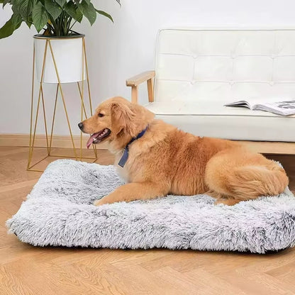 Golden profite du confort d’un matelas pour chien à mémoire de forme, repos