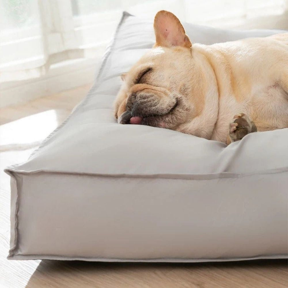 Gros plan d’un chien endormi sur un tapis chien moelleux et rembourré