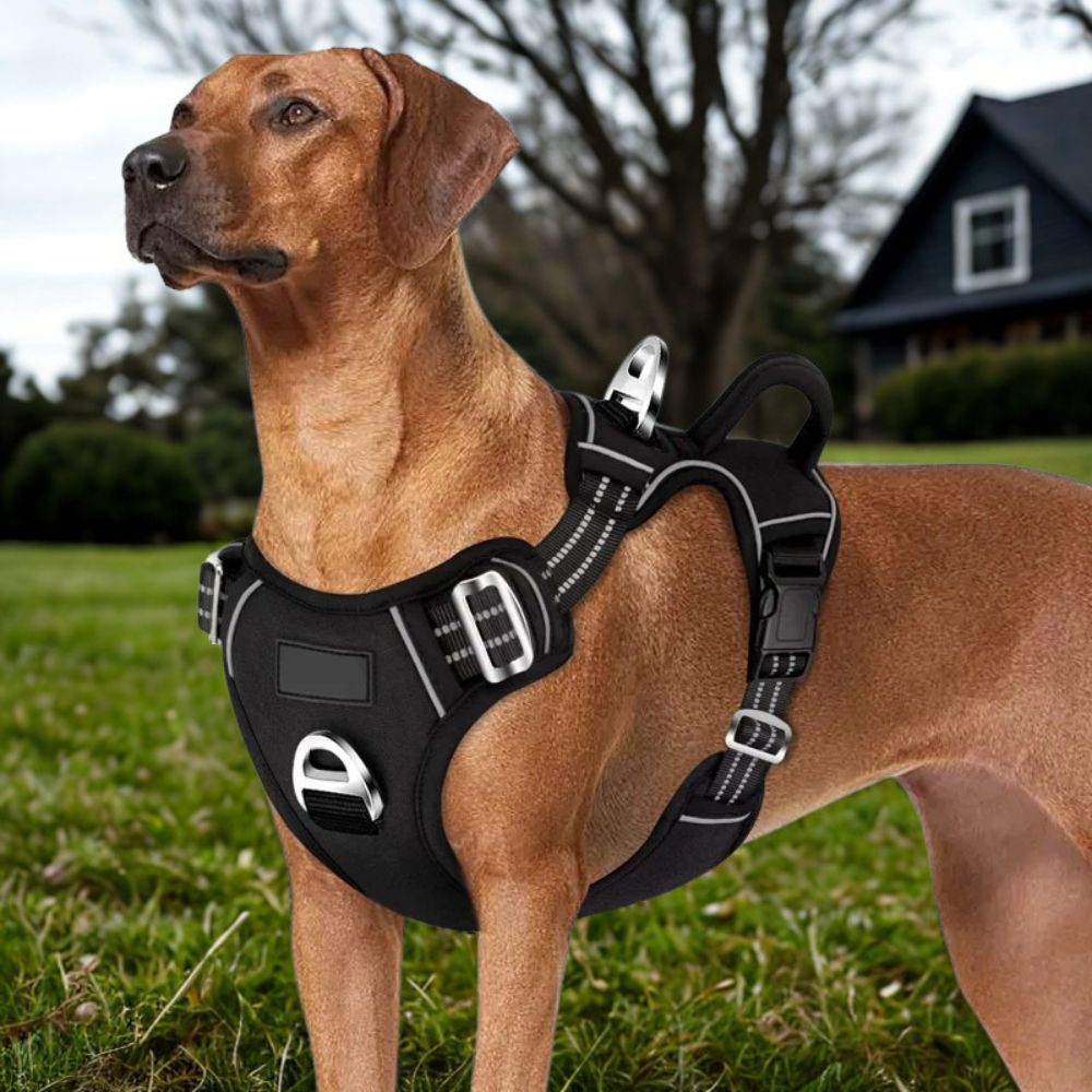 Harnais anti traction chien robuste porté par un grand chien sur une pelouse en extérieur