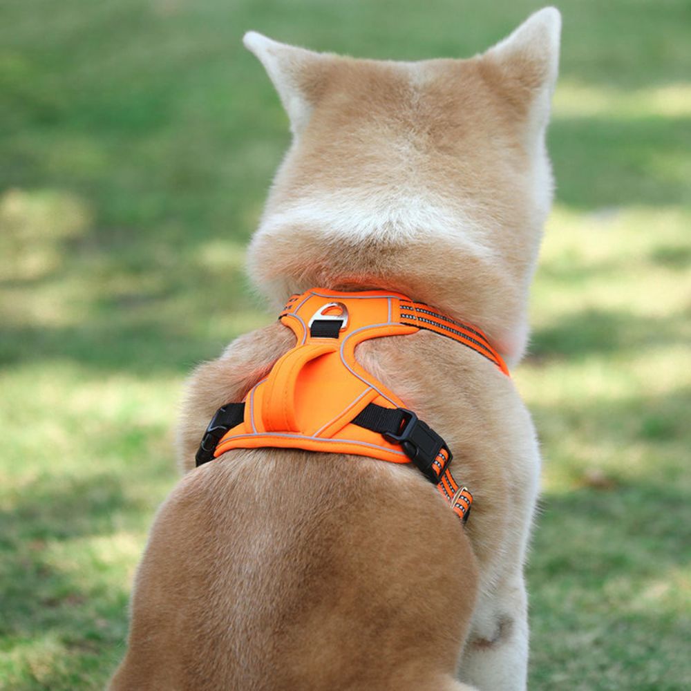 Shiba de dos portant un harnais anti traction chien avec double attache et poignée de contrôle