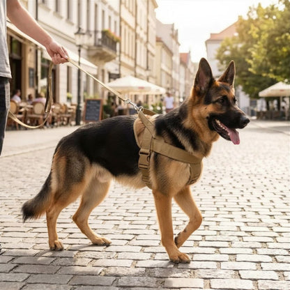 Berger allemand portant un harnais anti traction pour chien lors d’une promenade en ville
