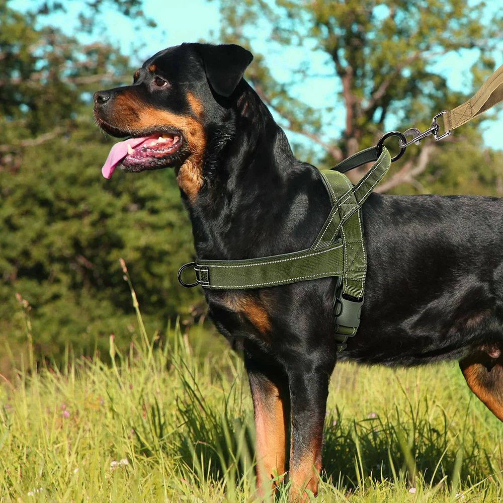 Rottweiler portant un harnais anti traction pour chien robuste lors d’une balade en pleine nature