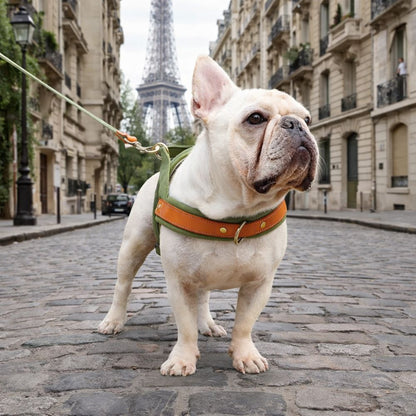 Bouledogue blanc portant un harnais chien anti traction résistant dans une rue parisienne