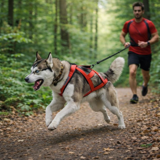 harnais chien canicross porté par un husky en course en forêt avec longe tendue offrant traction et liberté de mouvement