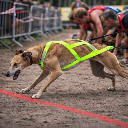 harnais chien canicross porté par un greyhound au départ d’une course avec posture dynamique et tension visible