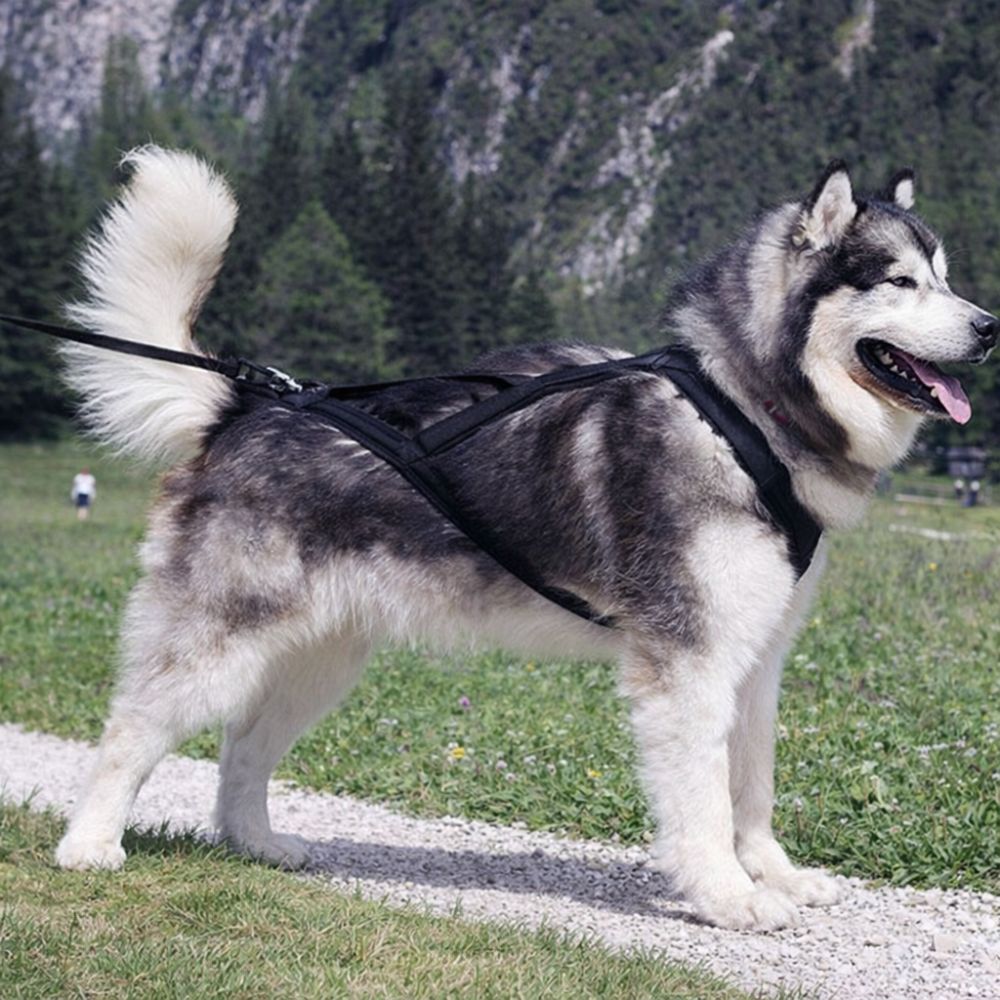harnais chien canicross noir porté par un chien de profil en extérieur montrant sa structure ergonomique