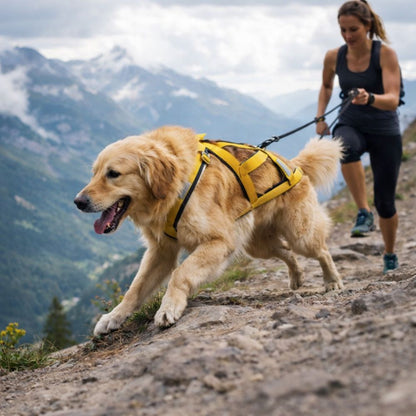harnais chien canicross utilisé en trail en montagne par un golden et sa maîtresse pour effort et performance
