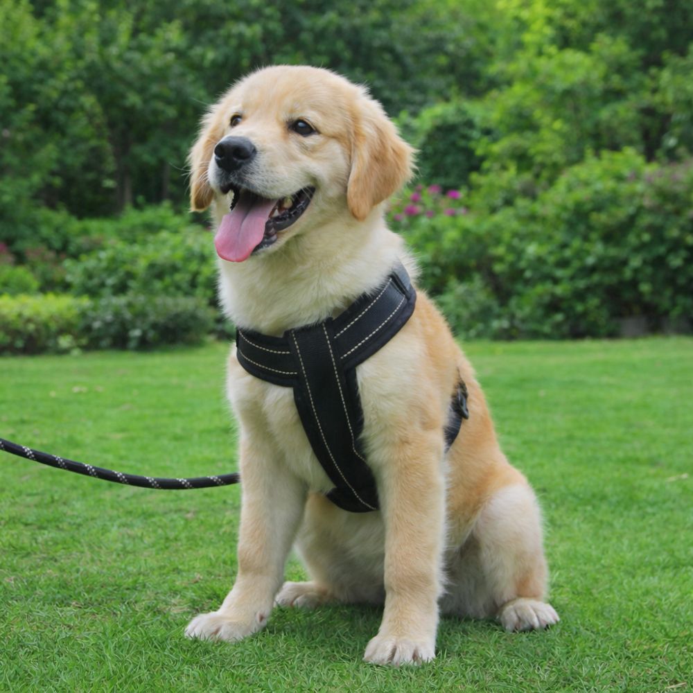 jeune golden retriever portant un harnais chien en y noir assis dans un jardin verdoyant