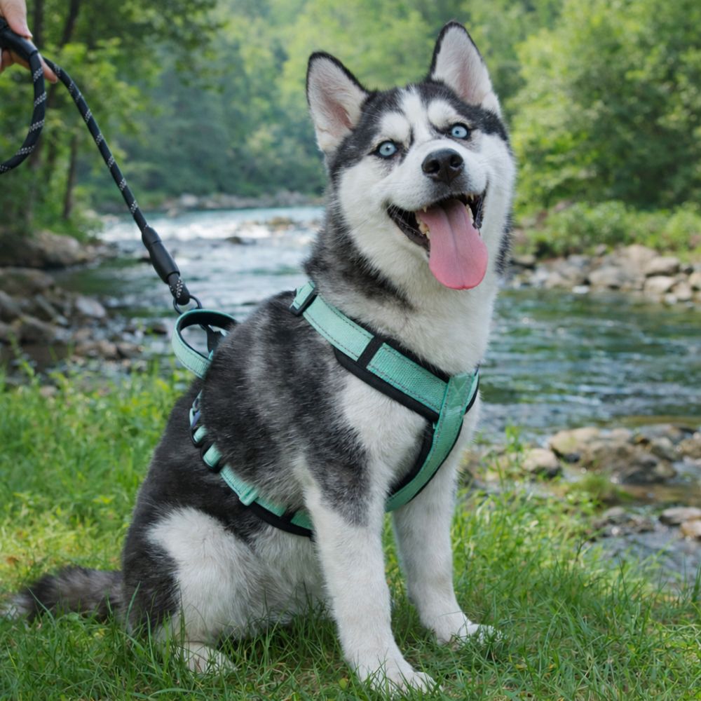 chien husky portant un harnais chien en y vert menthe en balade au bord d’une rivière en pleine nature
