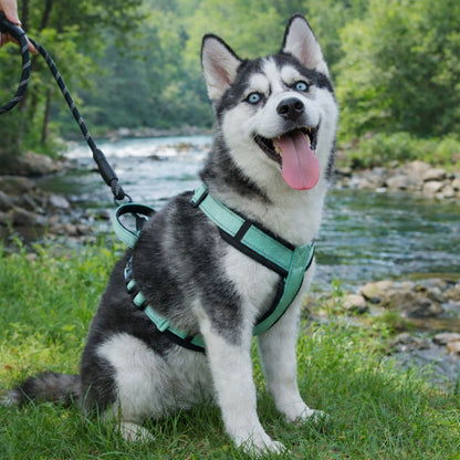 chien husky portant un harnais chien en y vert menthe en balade au bord d’une rivière en pleine nature