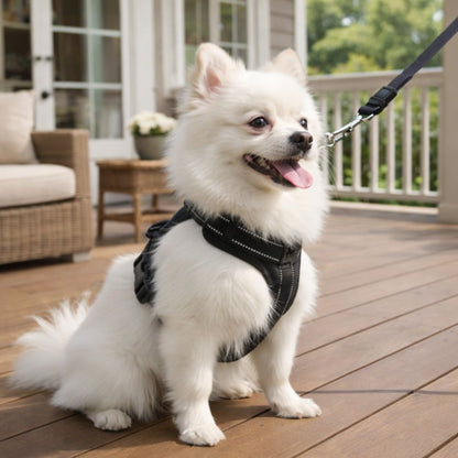 spitz blanc portant un harnais chien en y noir assis sur une véranda en bois avec vue sur le jardin