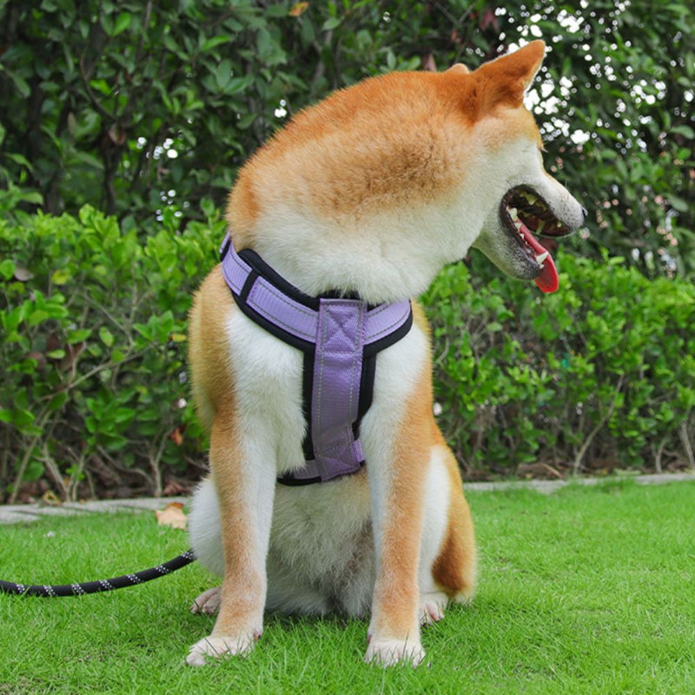 shiba inu portant un harnais chien en y mauve vu de côté montrant le maintien et l’ajustement du produit