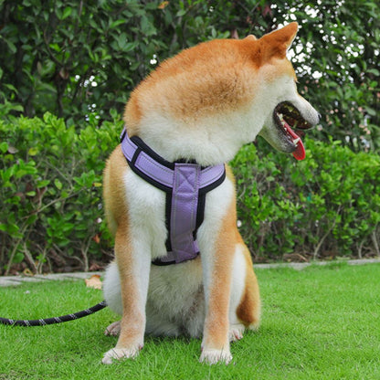 shiba inu portant un harnais chien en y mauve vu de côté montrant le maintien et l’ajustement du produit