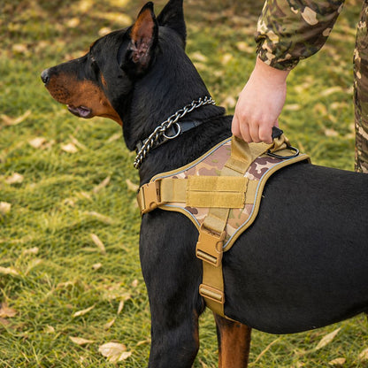 harnais chien militaire avec poignée de contrôle renforcée pour guider le chien en extérieur