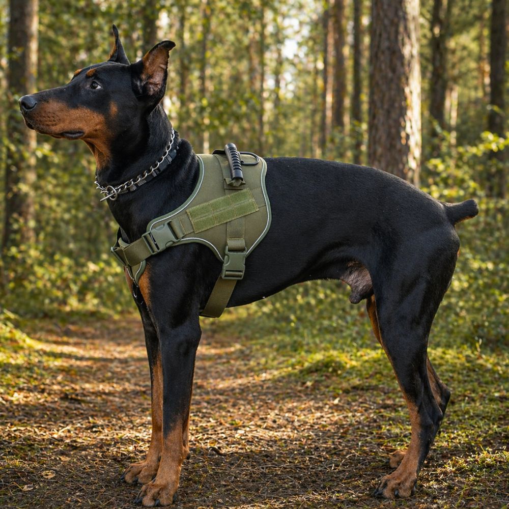 harnais chien militaire vert porté par un dobermann en forêt avec structure robuste et maintien sécurisé